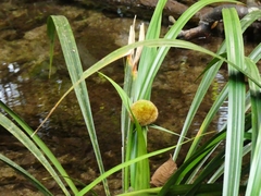 Thurnia sphaerocephala