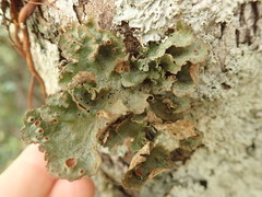 Sticta cinereoglauca