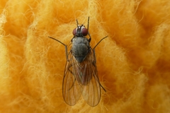 Thricops semicinereus