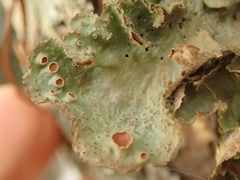 Sticta cinereoglauca