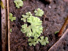 Riccia beyrichiana