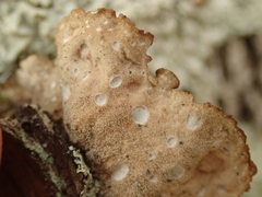 Sticta cinereoglauca