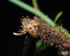 Diplolepis nodulosa