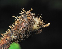 Diplolepis nodulosa