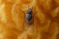 Thricops semicinereus