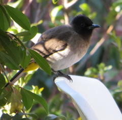 Pycnonotus barbatus layardi