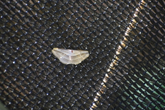 Arcobara tergeminaria