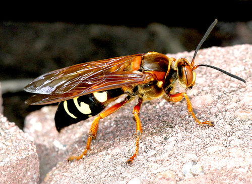 Eastern Cicada-killer Wasp, photo 2 of 10
