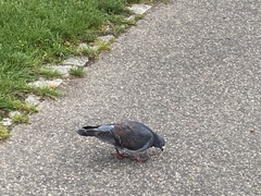Columba livia domestica
