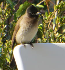 Pycnonotus barbatus layardi