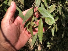 Ehretia saligna membranifolia