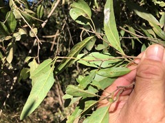 Ehretia saligna membranifolia