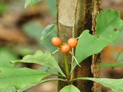 Carapichea ligularis