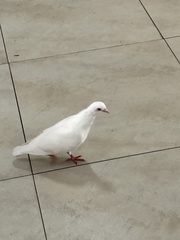 Columba livia domestica