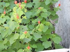 Cynanthus latirostris