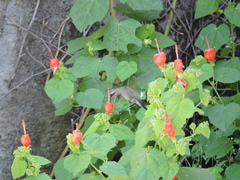 Cynanthus latirostris