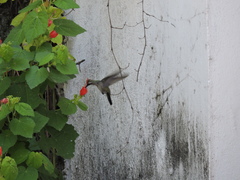 Cynanthus latirostris