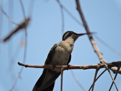Cynanthus latirostris