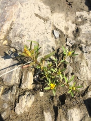 Bidens hyperborea