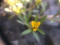 Bidens hyperborea