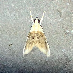 Lipocosmodes fuliginosalis