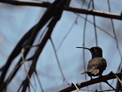Cynanthus latirostris