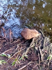 Ondatra zibethicus