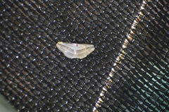 Arcobara tergeminaria