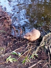 Ondatra zibethicus