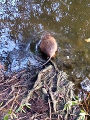 Ondatra zibethicus