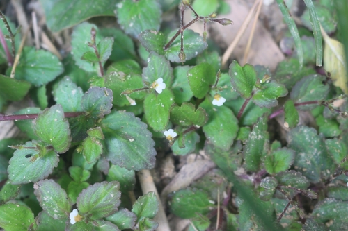 Lindernia viscosa iNat (2)