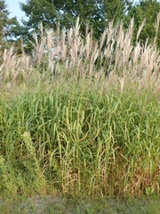 Miscanthus sacchariflorus