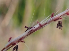 Miscanthus sacchariflorus