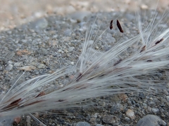 Miscanthus sacchariflorus