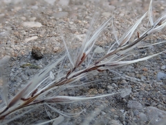 Miscanthus sacchariflorus