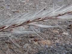Miscanthus sacchariflorus
