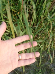 Miscanthus sacchariflorus