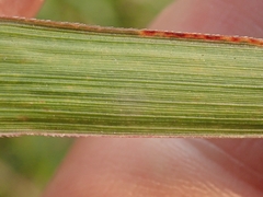 Miscanthus sacchariflorus