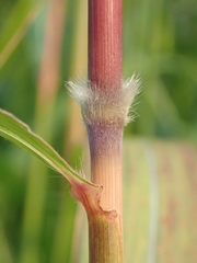 Miscanthus sacchariflorus