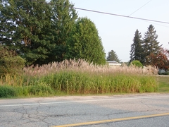 Miscanthus sacchariflorus