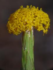 Podotheca gnaphalioides