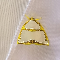 Titulcia confictella