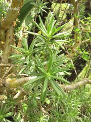 Sedum frutescens