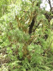Sedum frutescens