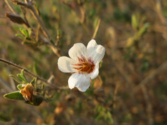 Petalidium aromaticum aromaticum