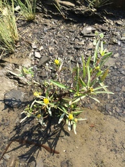 Bidens hyperborea