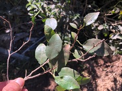 Excoecaria dallachyana