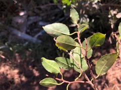 Excoecaria dallachyana