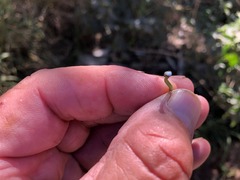 Excoecaria dallachyana