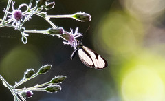 Ithomia agnosia zikani